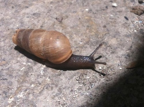 snail destroys