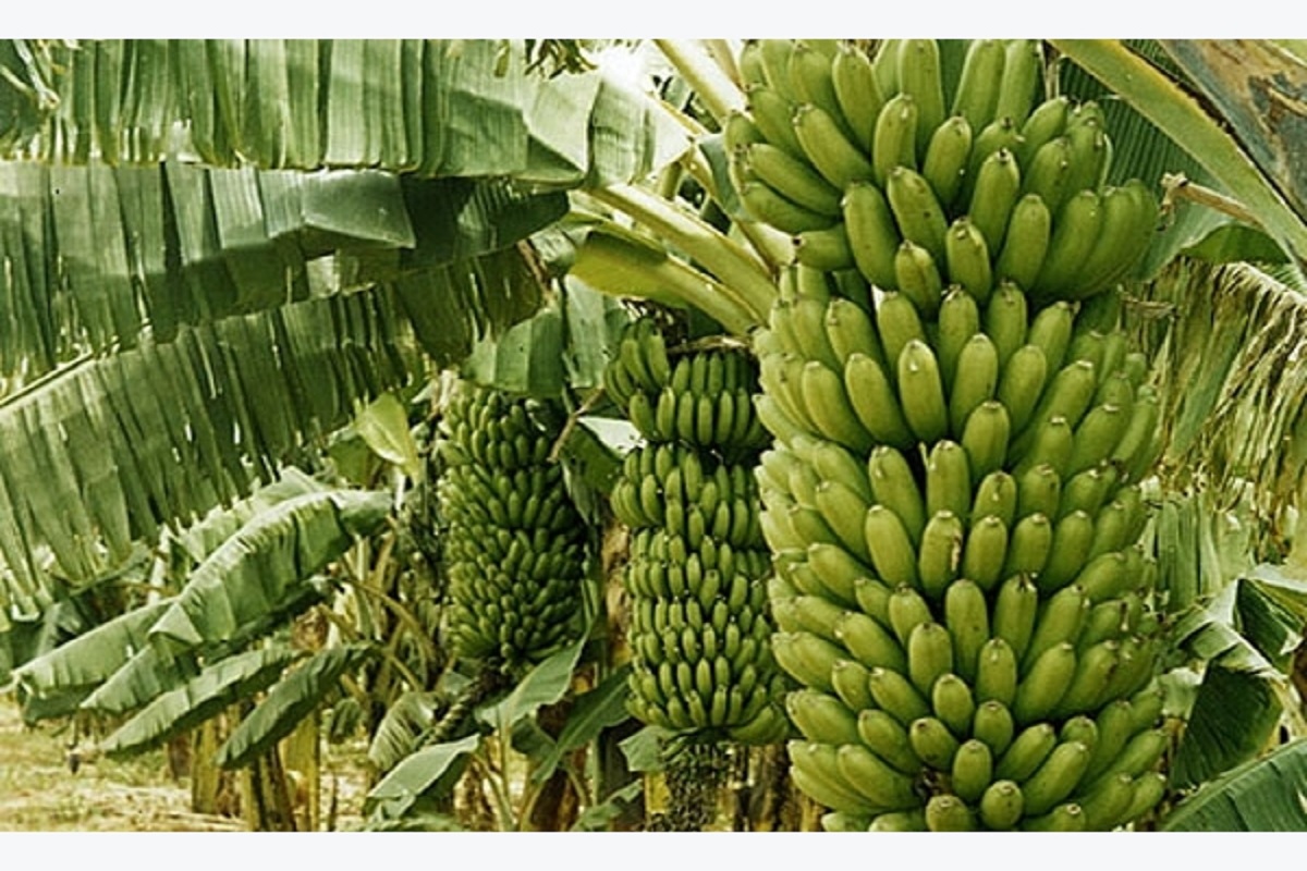 banana crop get high rate
