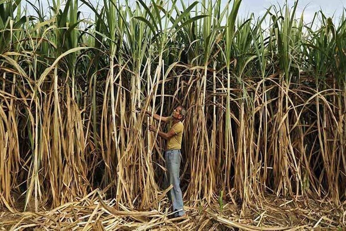 now farmer can registration of cane crop by e pik pahani app