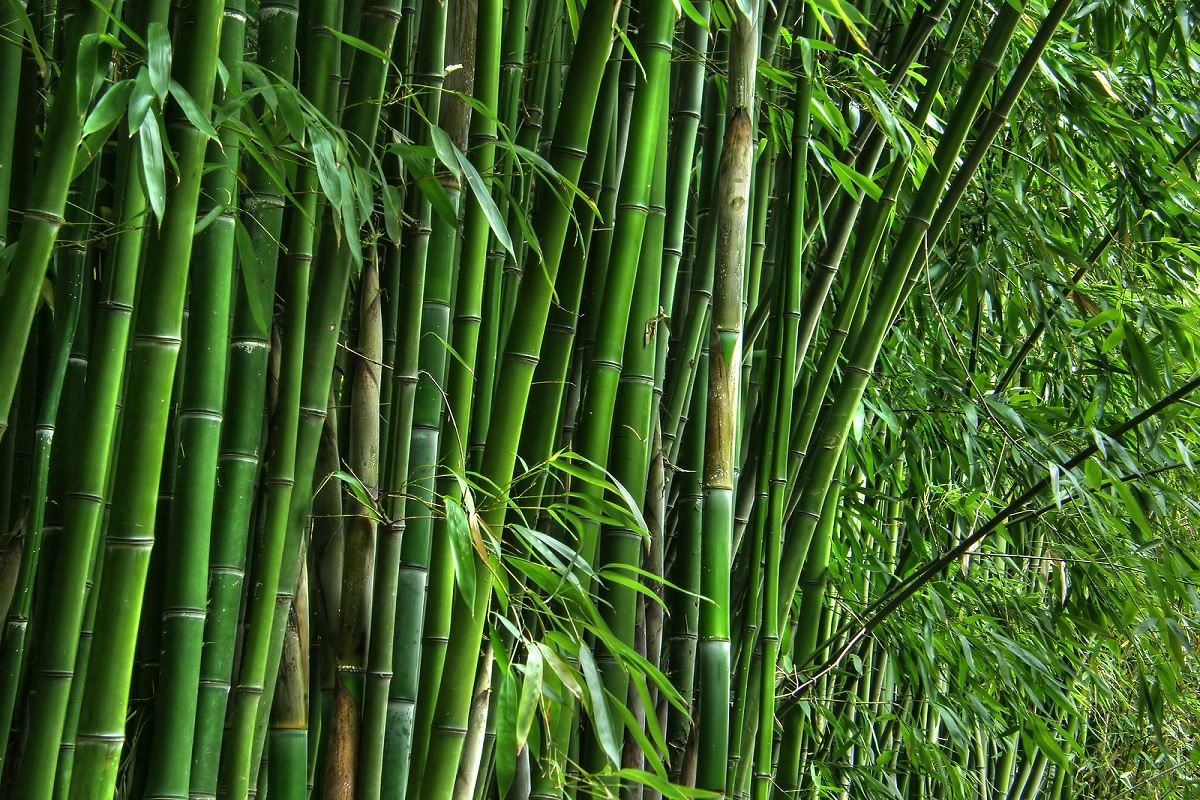 bamboo cultivation