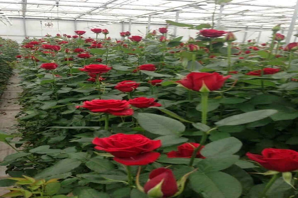 rose farming is so good option for the farmer to good income source