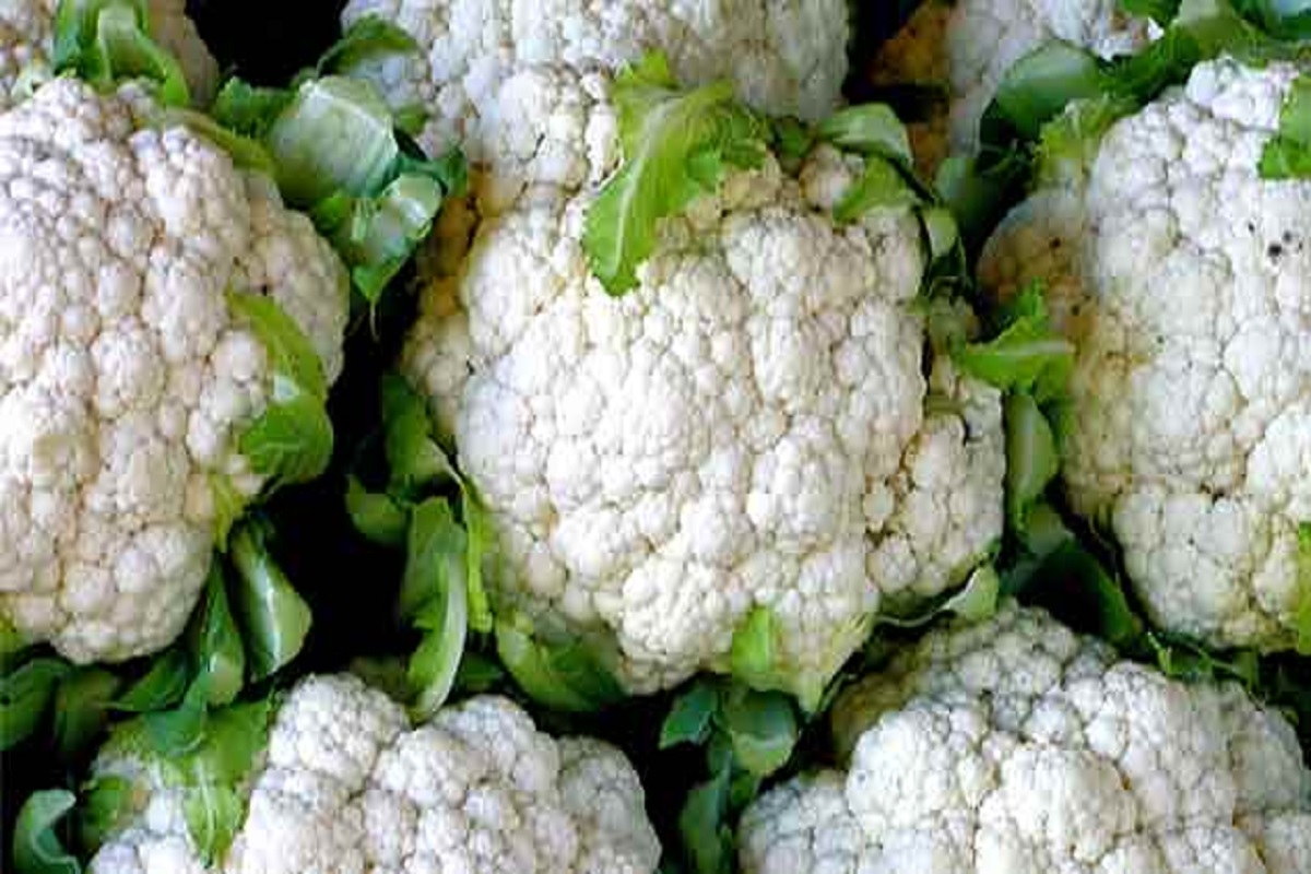 cauliflower crop cultivationn give more production in four month