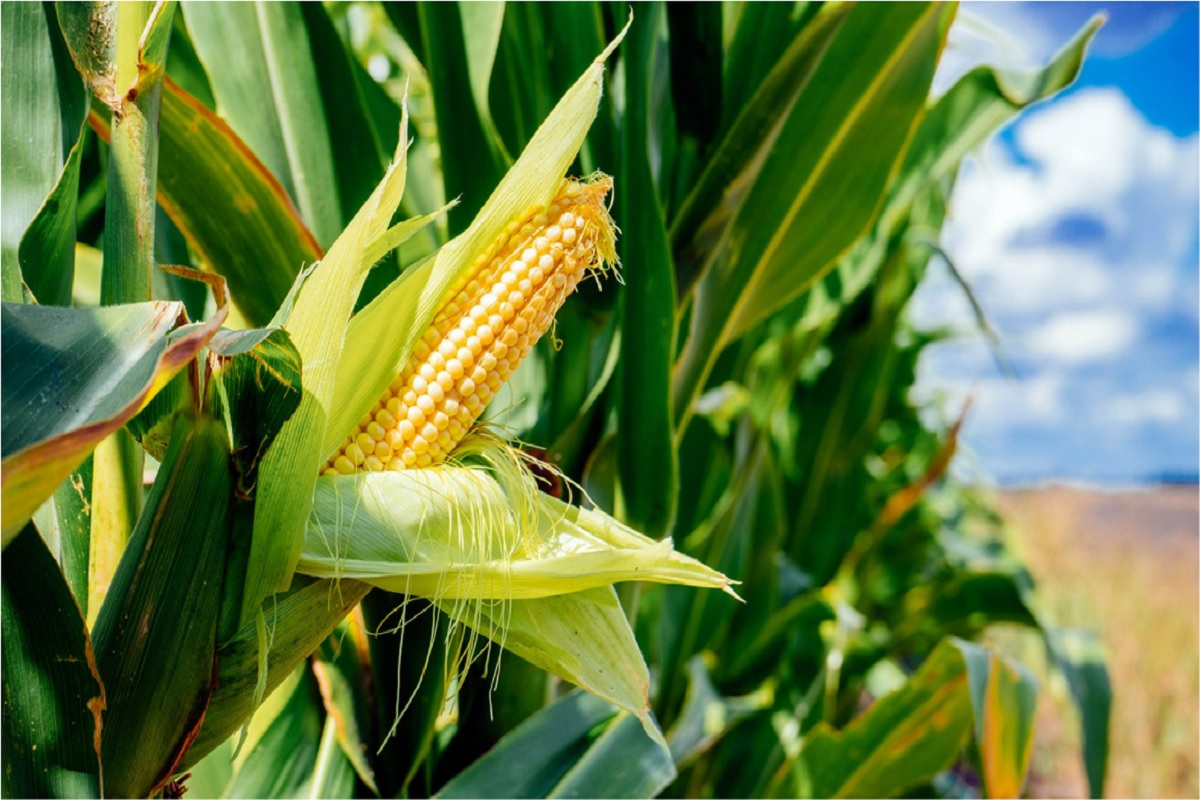 corn crop variety