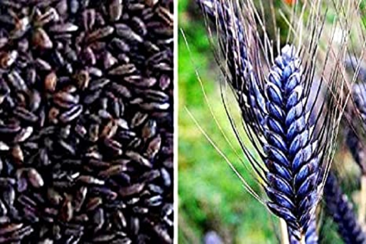 black wheat cultivation
