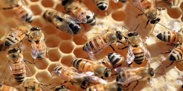 मधमाशांच्या मेंदुवर परिणाम कसा व का होतो? जाणून घ्या सविस्तर