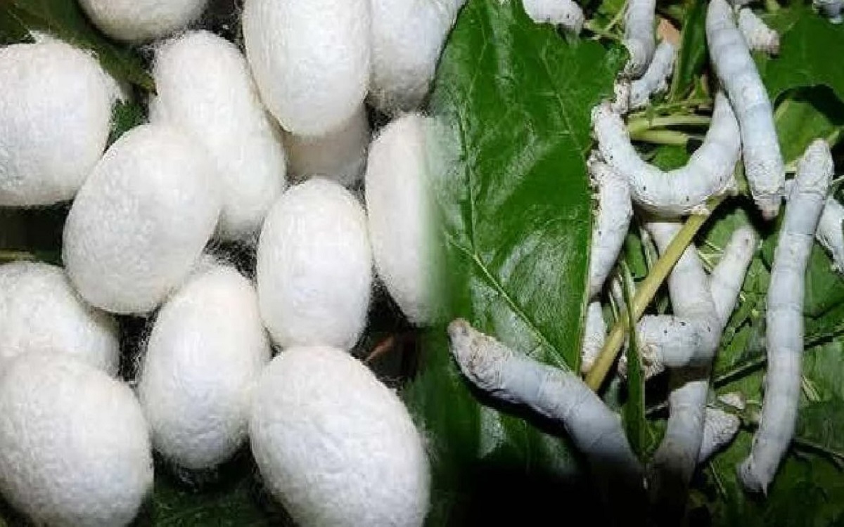 Growing silk industry in the state.