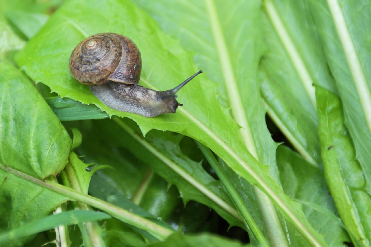 soyabioen crop damaged in beed district due to outbreak of snail