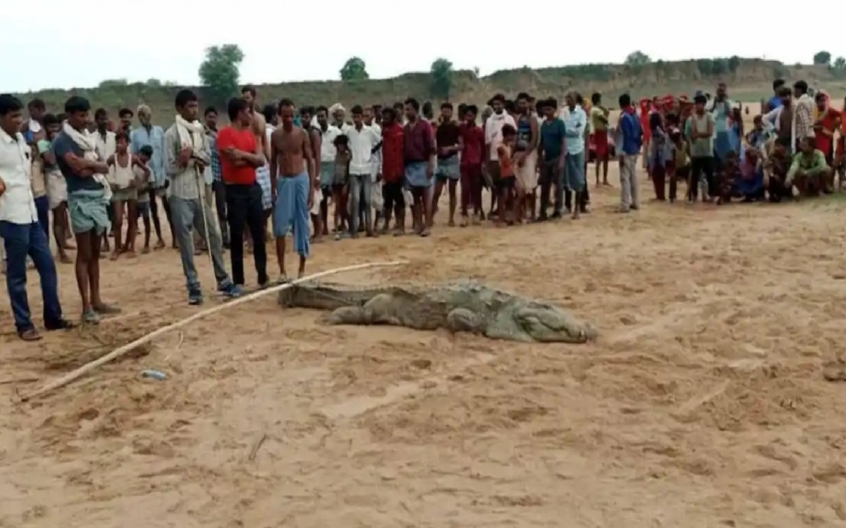 The crocodile swallowed the eight-year-old boy
