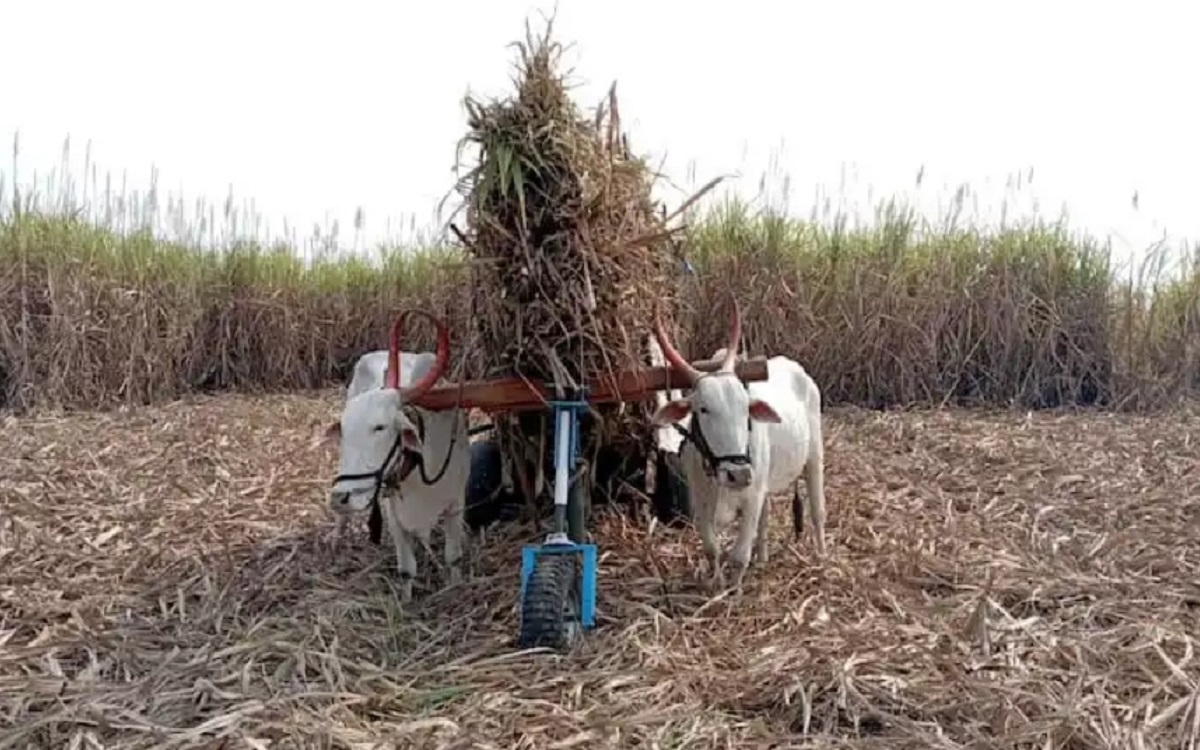 Bendur festival unique jugaad created alleviate suffering bulls