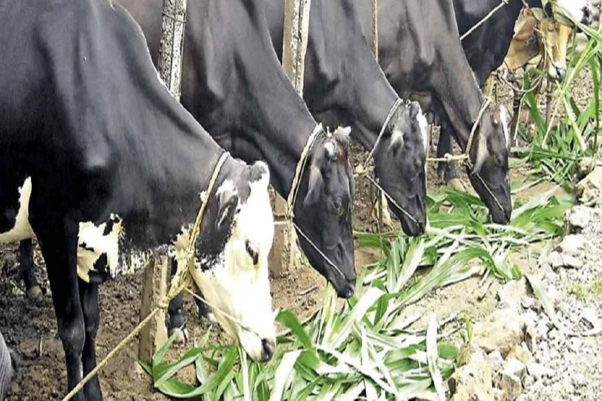 Milk capacity increases if cow-buffalo is given salt