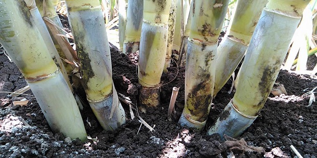 sugarcane variety
