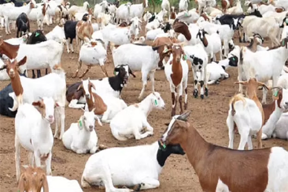 pnemonioua paturisis disease is so serious in goat rearing so take precaution