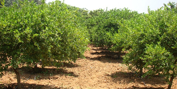 लिंबूवर्गीय फळ पिके सल्ला व संत्रा-मोसंबी बागेत आंबे बहराचे नियोजन