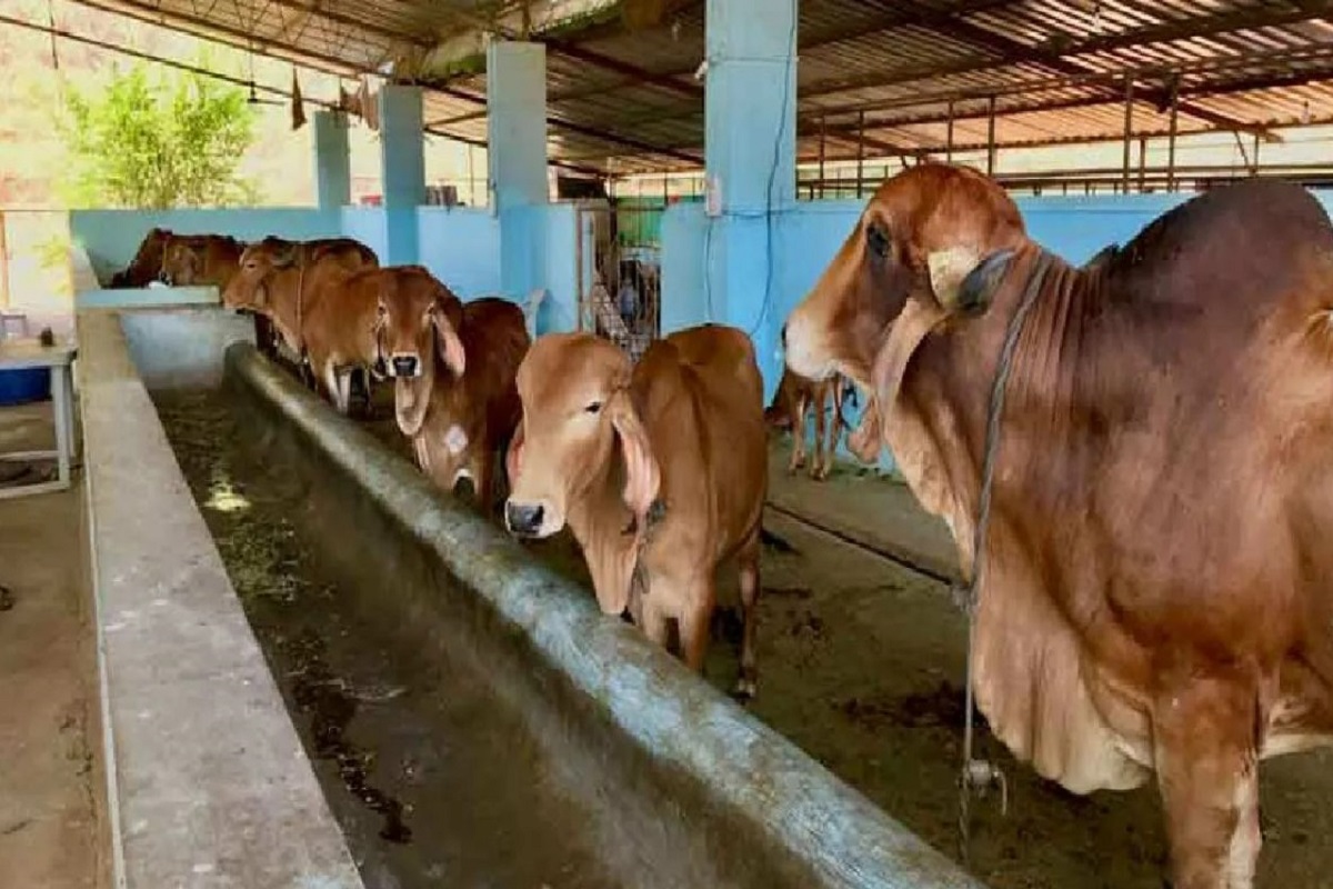 government buy cow urine from farmers
