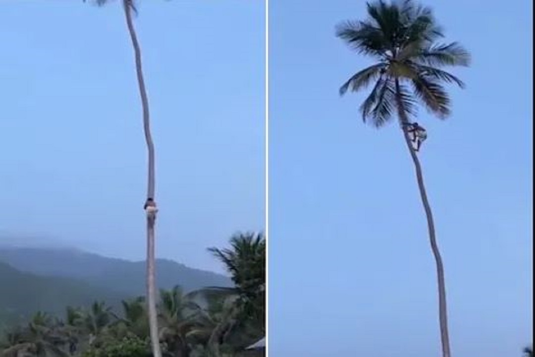 Man Climbing Coconut Tree Video