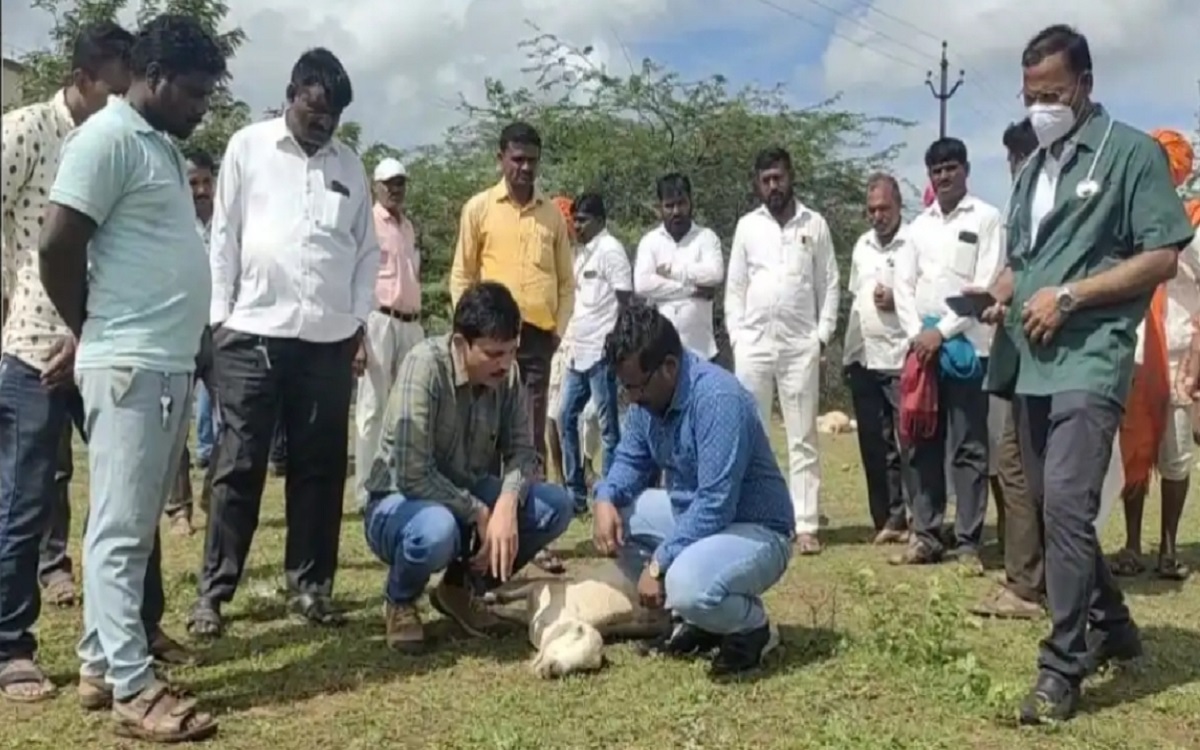 50 sheep die in Indapur