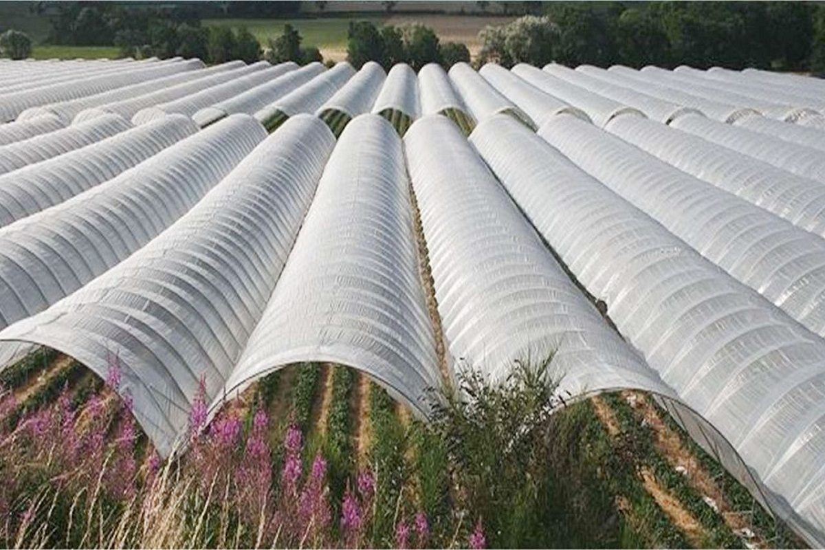 plastic tunnel farming is becoming profitable