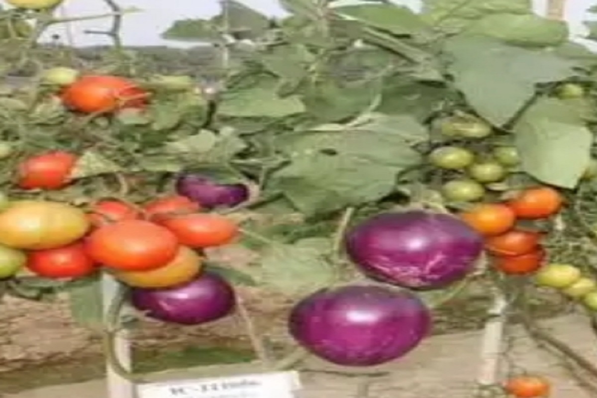 आता एकाच झाडावर टोमॅटो, वांगी, बटाटे, शास्त्रज्ञांनी केली शेतीमध्ये क्रांती
