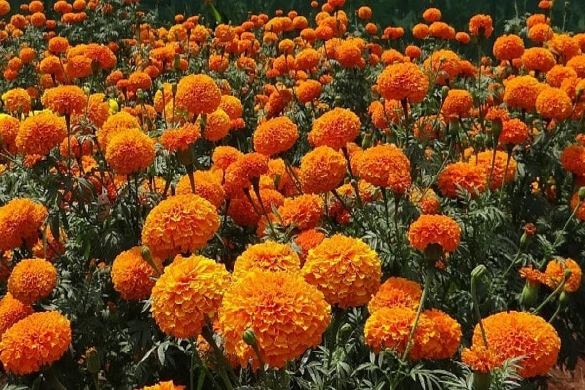 marigold variety