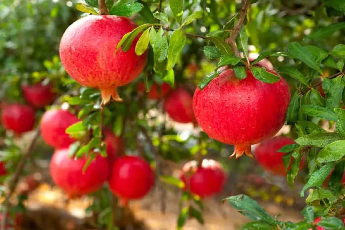 pomegranet cultivation