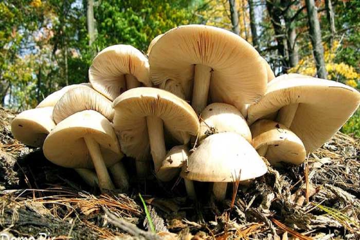 grow mushrooms