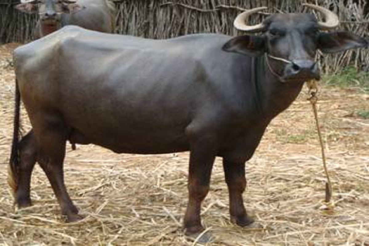 species of buffalo