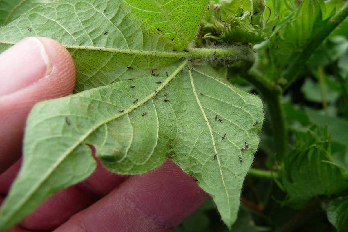 this is important pesticides to mangement of insect in cotton crop
