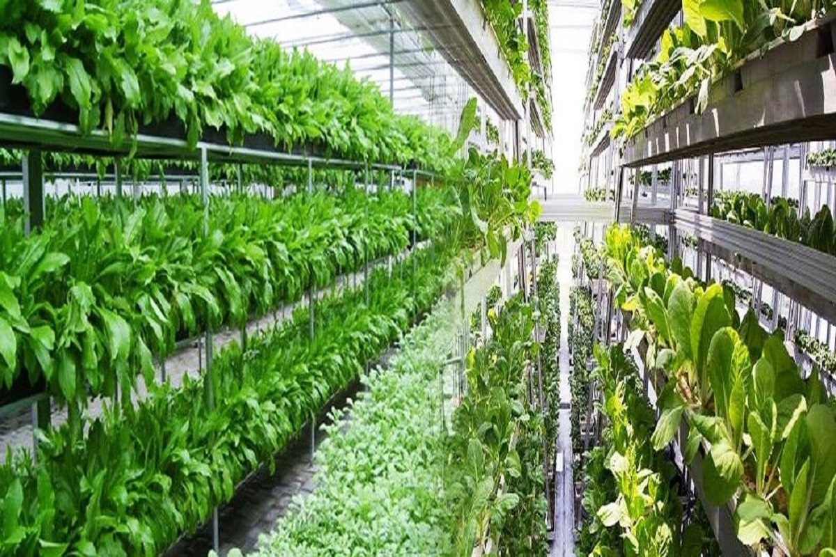 Grow vegetables technology