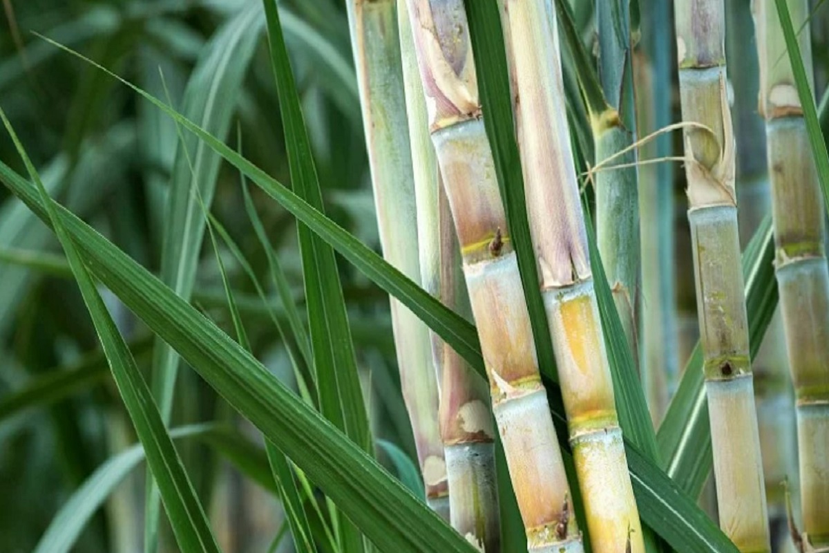 increase 7 percent sugarcane cultivation