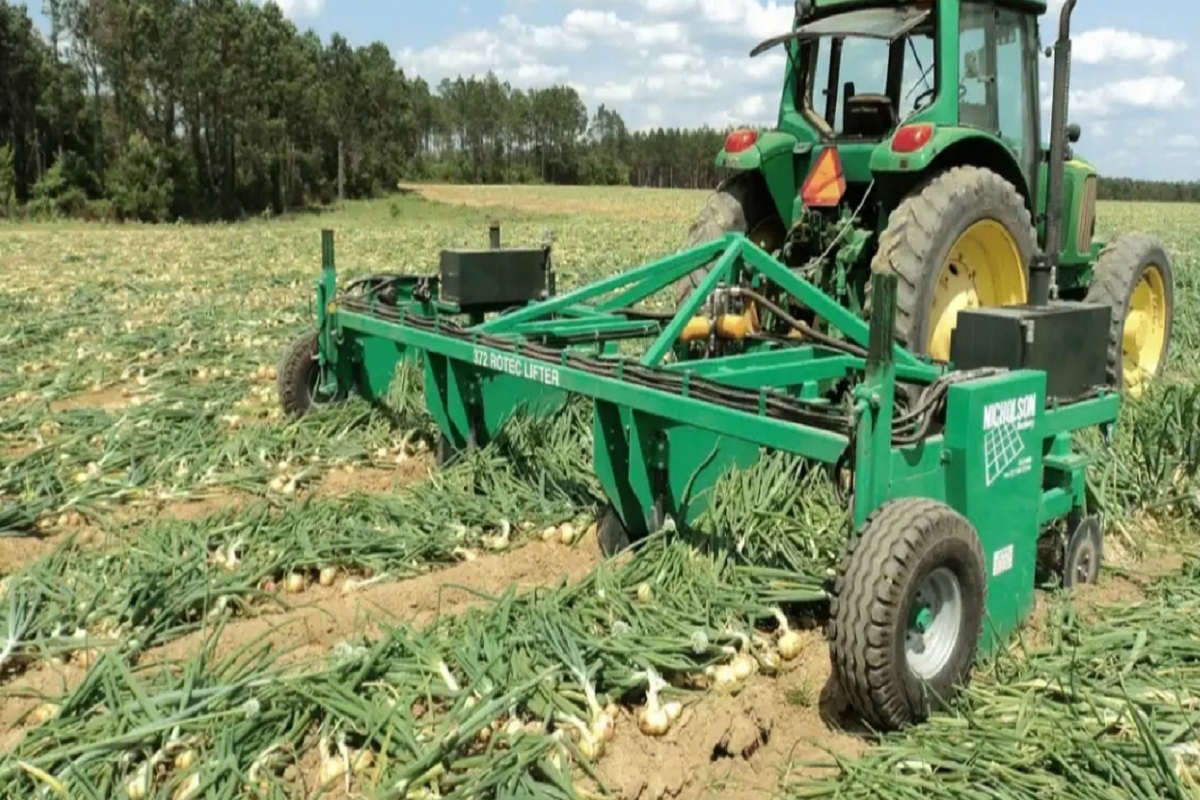onion harvesting becoming profitable