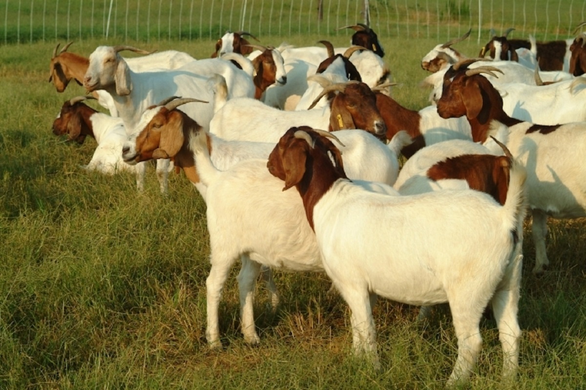 feed management of goat