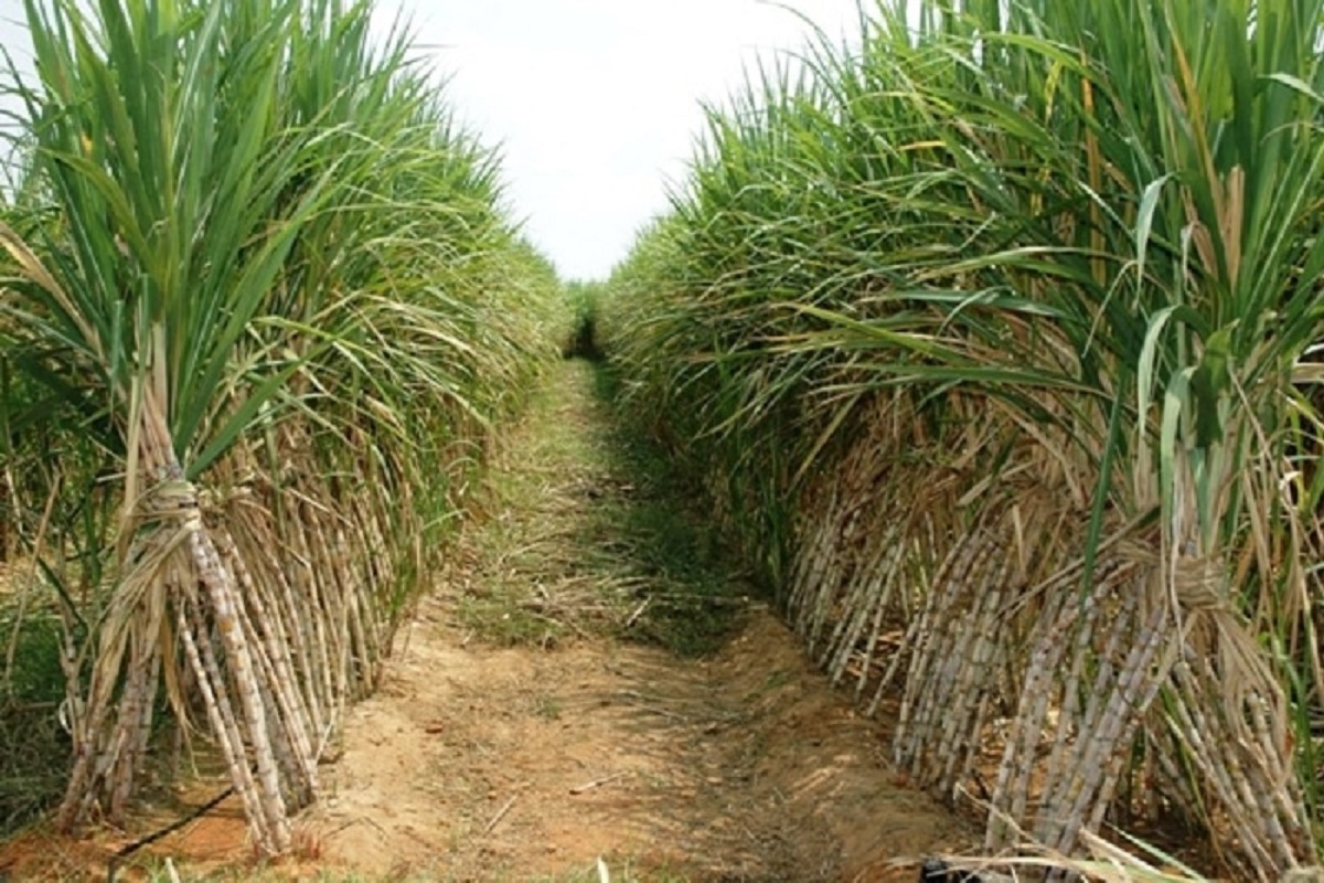Crop Management sugarcane
