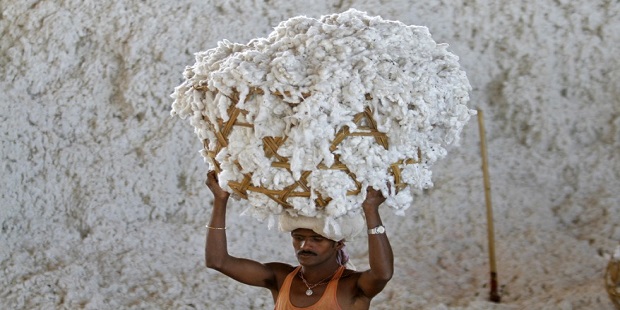 Cotton's Prices Decrease