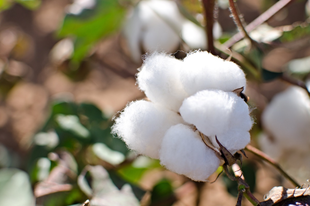 now kasturi brand give identy to indian cotton in international market