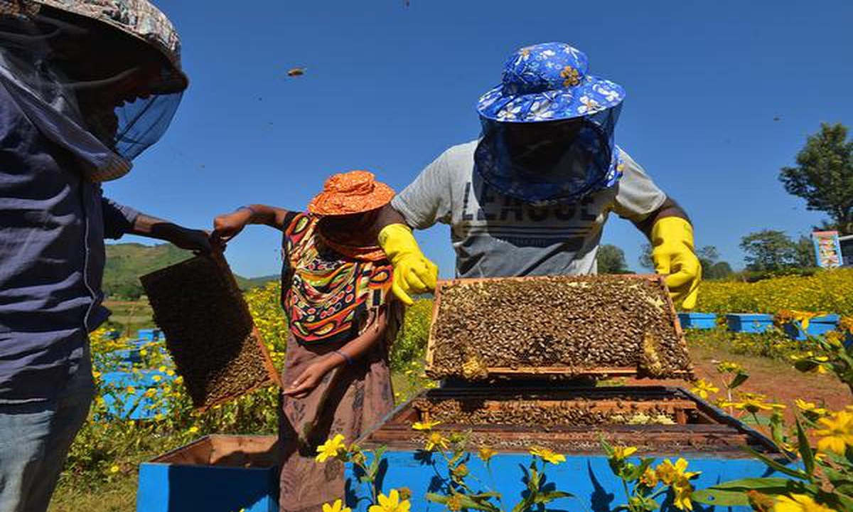 Honey Farming