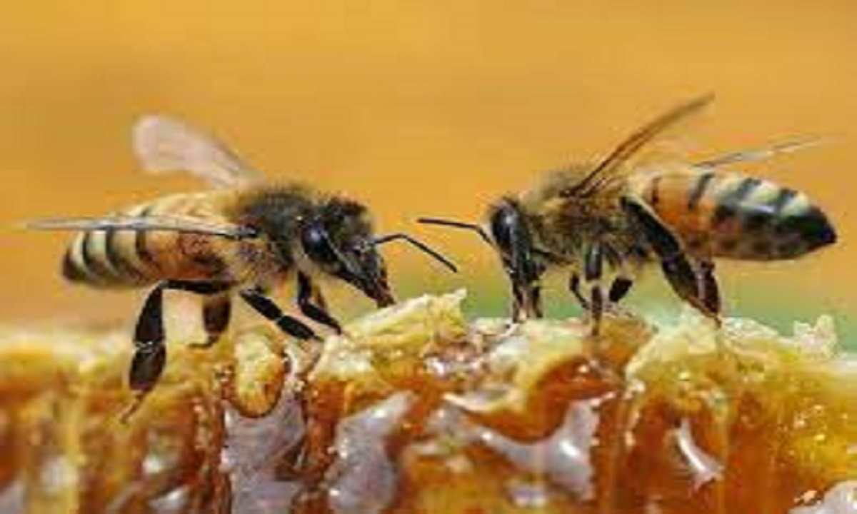 honey bee rearing