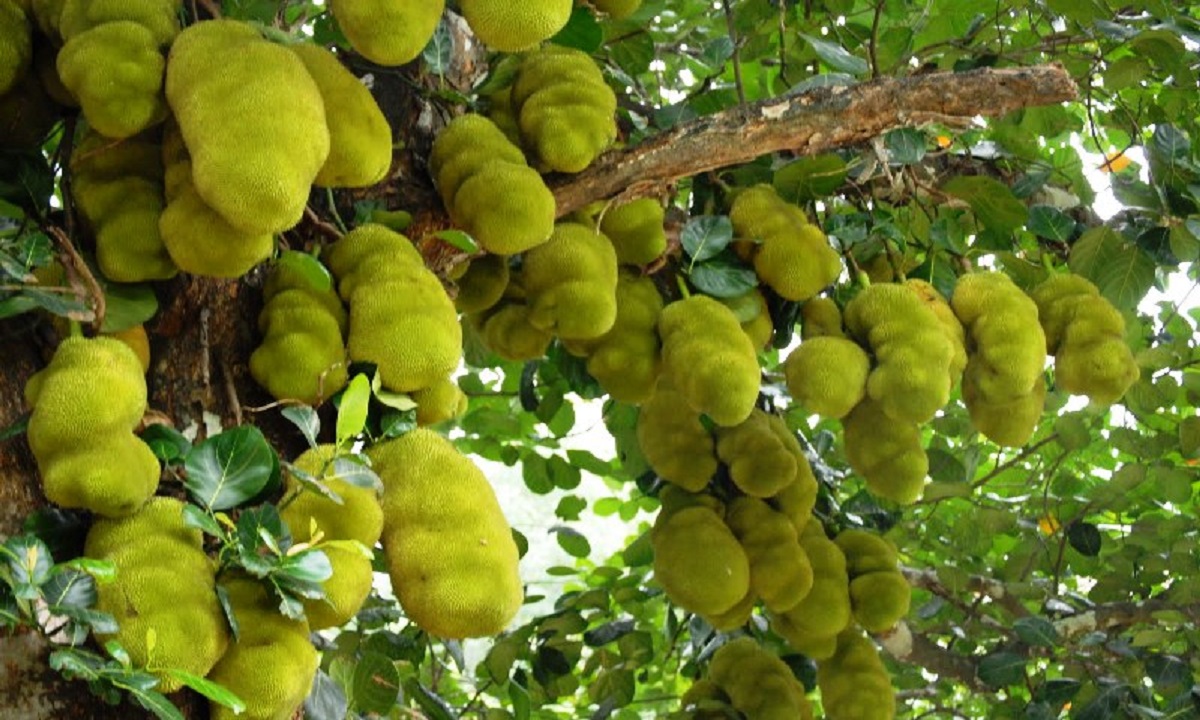 Jackfruit farming