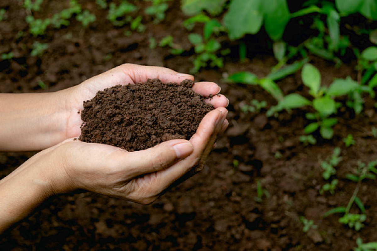 Farmers, take crops in black soil