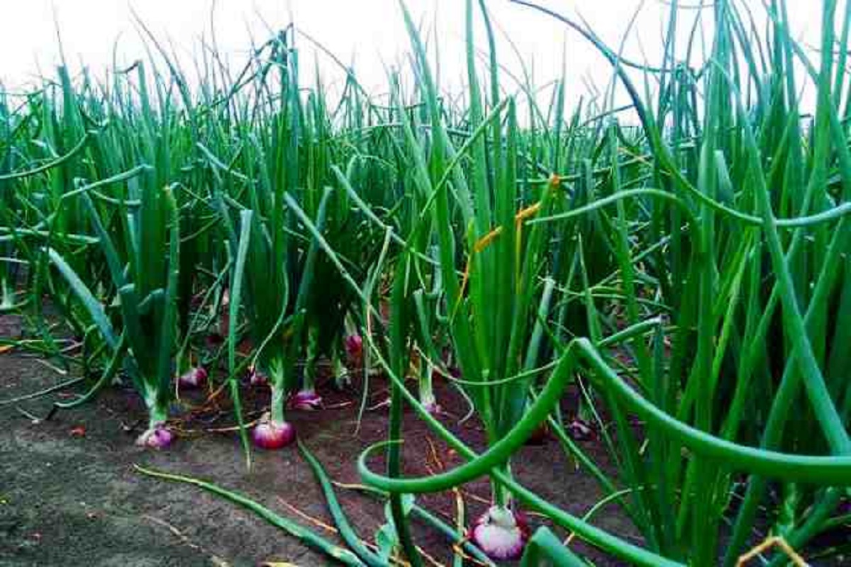 onion grower farmar