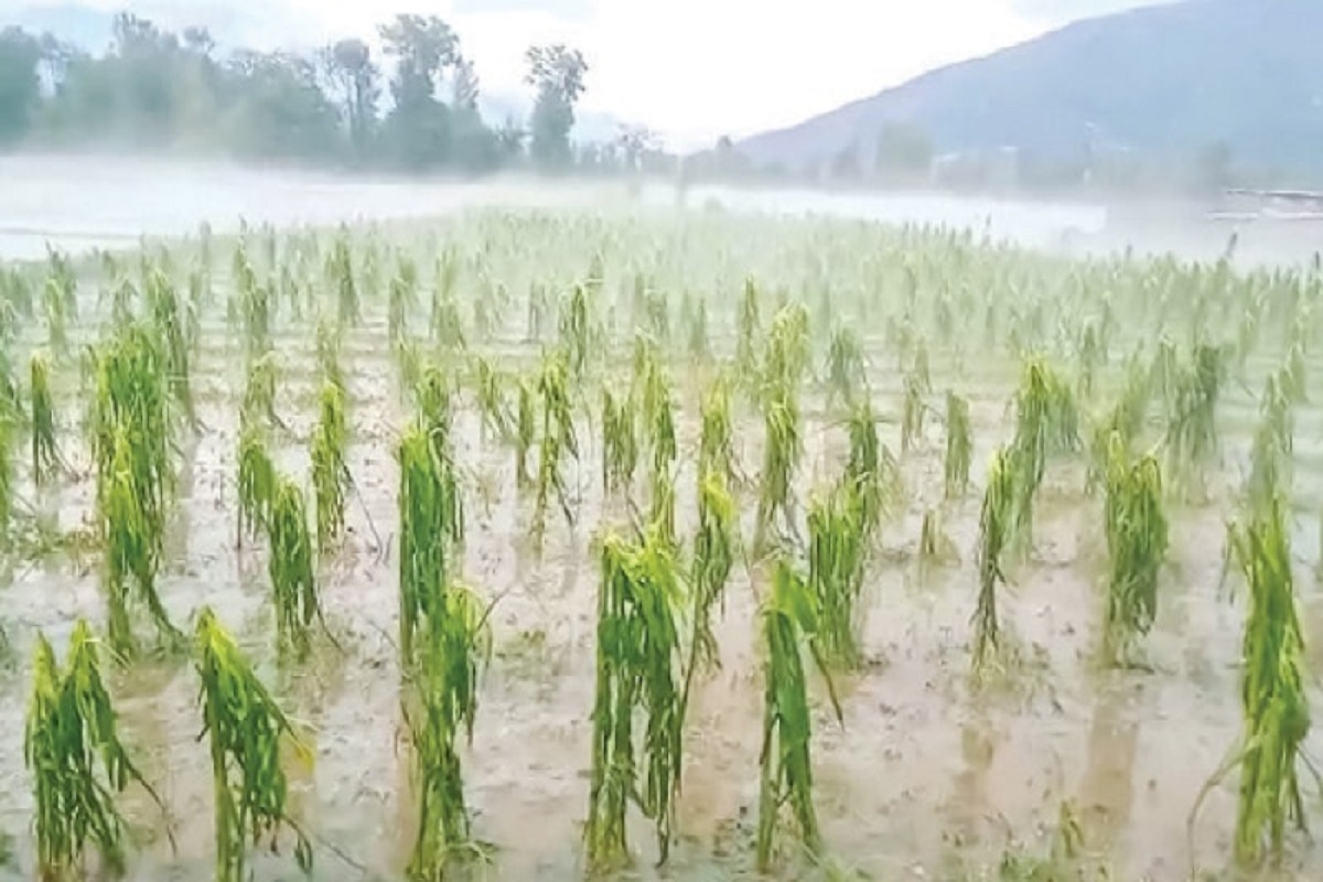 heavy rain damage crop