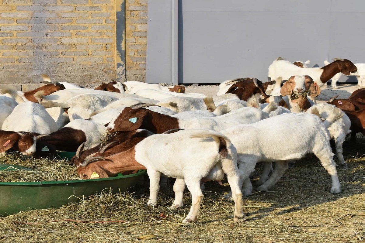 subsidy for goat rearing