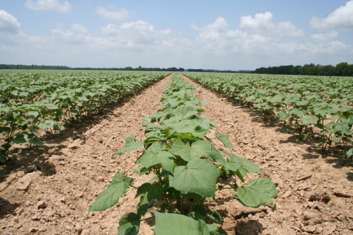 insect management in cotton crop