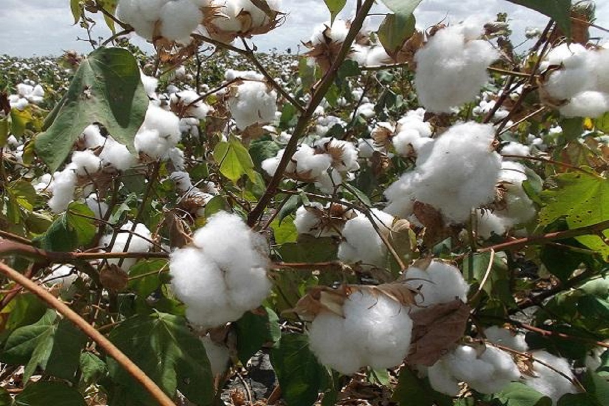 cotton market rate situation