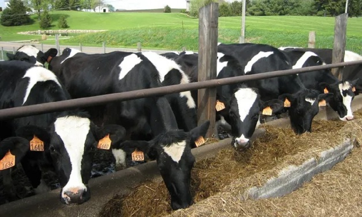 cow rearing management