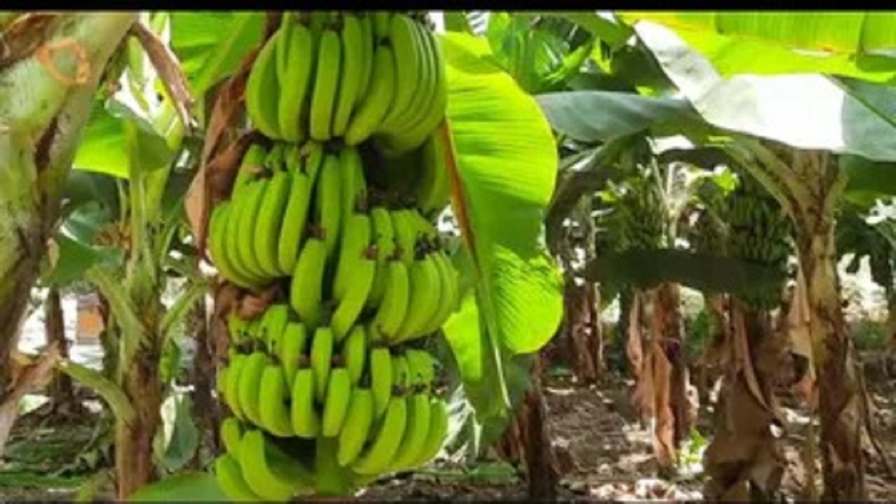 banana price