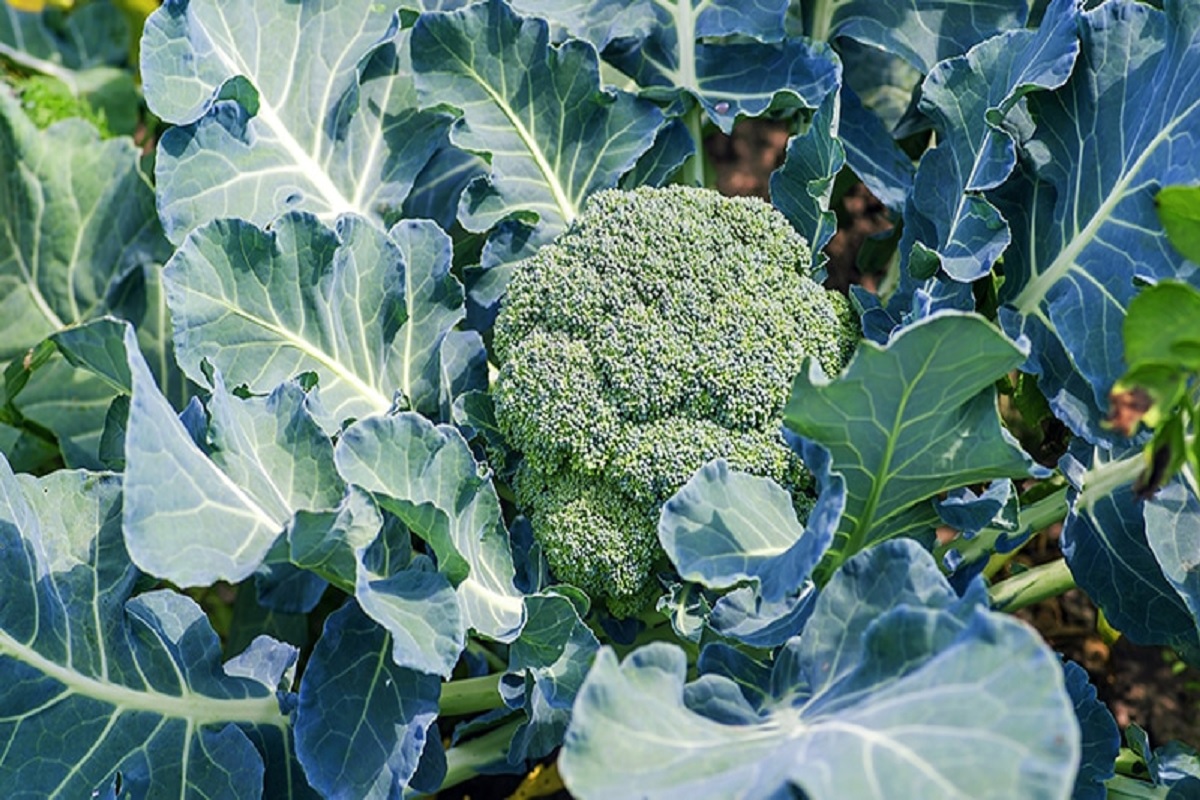 brokoli crop