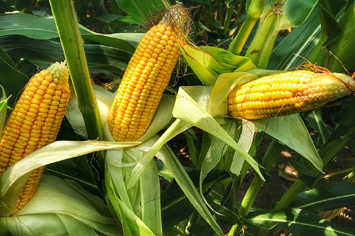 industriel use of corn