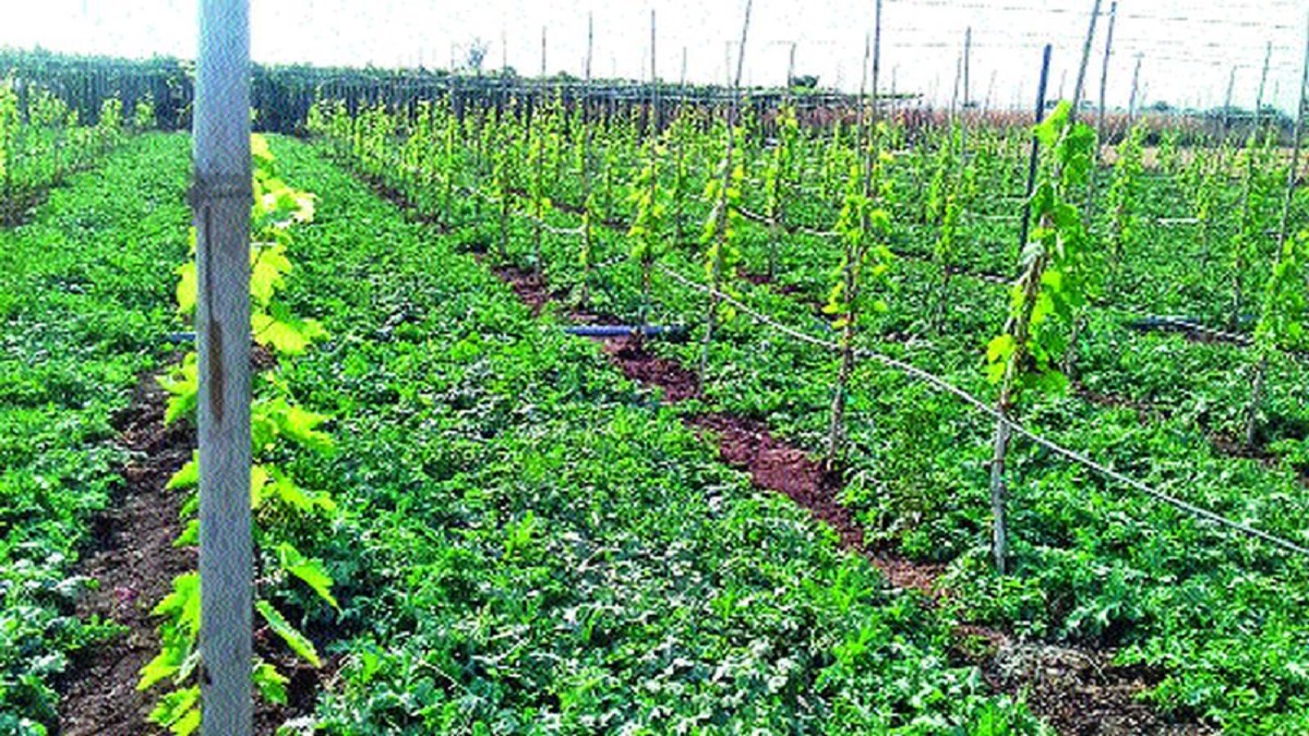 Four crops in one crop, new technology