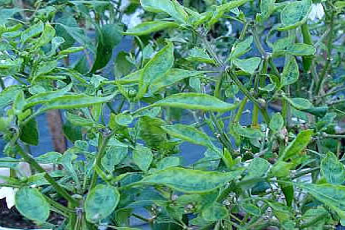 leaf curl virus in chilli crop