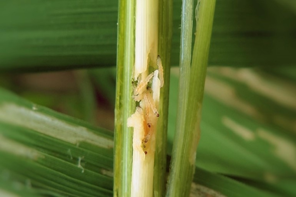 insect in paddy crop